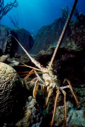 Taken during liveaboard in the Bahamas.   This lobster se... by Ian Brooks 